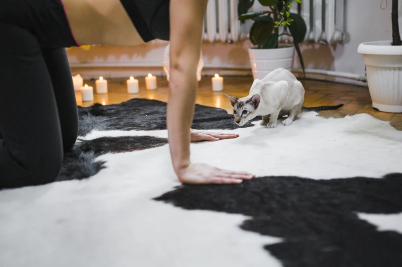 Pet hair being removed from an area rug